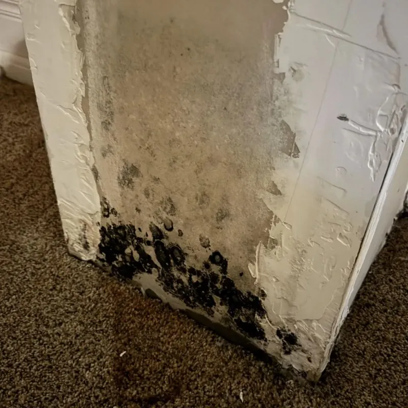 Professional Mold Removal in Lisbon, ND